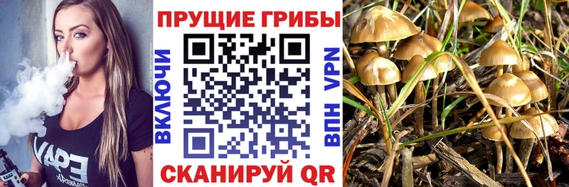 Псилоцибиновые грибы ЛСД  kraken вход  Владимир  что такое  