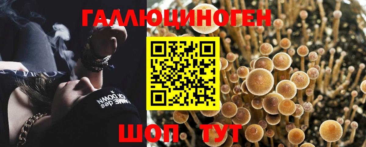 Псилоцибиновые грибы Psilocybe  Владимир 